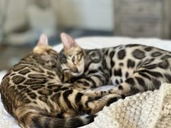Bengal Kittens TICA registered