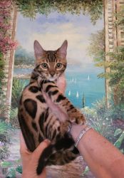 Bengal gorgeous kittens available now!