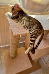 Exotic Bengal kittens for sale for sale