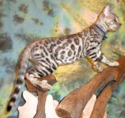 RESERVED- Male Silver Rosette/Glitter Bengal Kitten