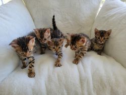 Bengal Kittens available now