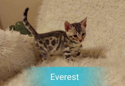 Looking for an adventure human- Everest