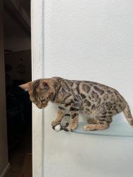 Bengal male kitten