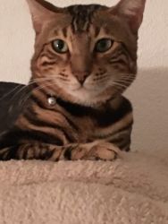 Bengal Retired Male
