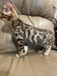 Exotic male Bengal