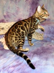 READY Male Brown Rosettes Glitter Bengal Kitten!
