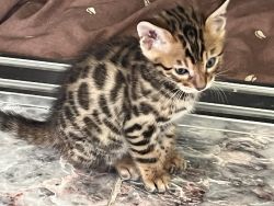 3 gorgeous male bengal kittens