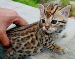 Obedient Bengal Kittens