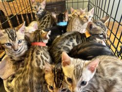 Beautiful bengal kittens snows and brown