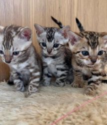 Stunning 5 Pedigree Bengal Kittens