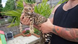 Bengal kittens TICA registered)