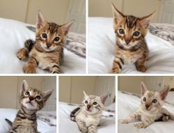 Bengal kittens for sale ready to go now