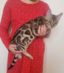 BENGAL KITTENS FOR SALE