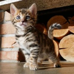 Energetic Bengal Kittens For Rehoming