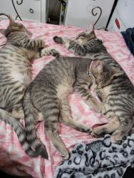 Bengel kittens