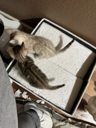 Kittens ready for their forever homes!