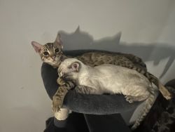 F2 Bengal kittens