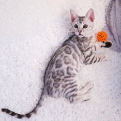 Majestic Bengal Charm: Adorable Male Kitten with Exquisite Markings