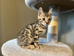 F1 Silver Bengal Kittens (Genetic/Health Report)