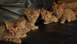 TICA Registered Brown Spotted Bengals
