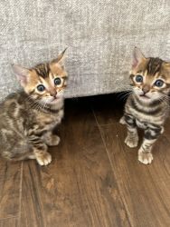 Adorable bengal kittens for sell!