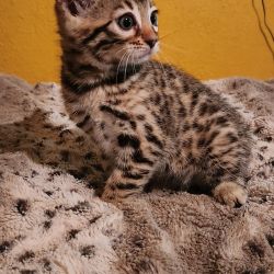 Registered Male & Female Bengal Kittens