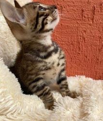Male & Female Bengal Kittens For Sale Now