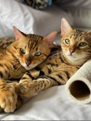 Cuddle Male & Female Bengal Kittens For Sale