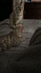 Rehoming 2 Females Snow Mink Bengal