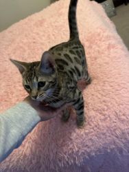 Male & Female Bengal Kittens For Sale