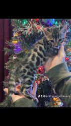 Bengal male kitten for sale NY