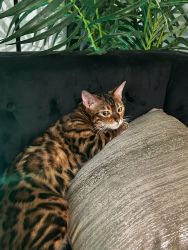 Lovely bengal
