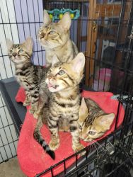 Bengal kittens 8 weeks