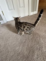 Male & Female Bengal Kittens For Sale