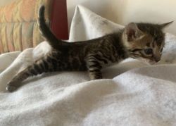 Full Breed Bengal Kitten