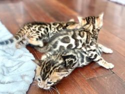 Pure bengal kittens