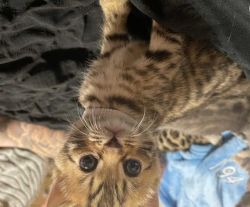 pure bengal kittens available