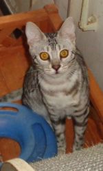 *ADOPTED* Silver Female Rosette/Glitter Bengal Kitten