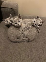 bengal kittens