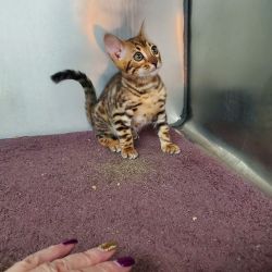 Bengal Rosetted Kittens