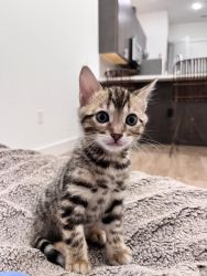 Bengal Cats for sale