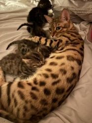 Smart Bengal Kittens available