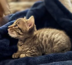 Bengal / Savannah Kittens
