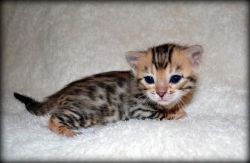 Bengal Kittens Available in Ohio