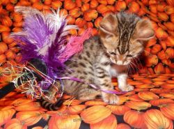 Adorable Bengal Kittens Available.