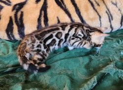 Harley - Bengal kitten available now!!!!
