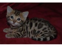 Playful trained Bengal Kittens for sale