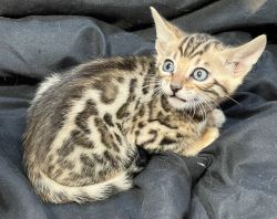 Purebred Bengal Kittens for Sale