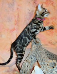 READY-Silver Male & Brown Male and Female Bengal Kittens