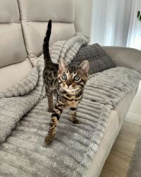 Male Bengal Kitten For Rehoming